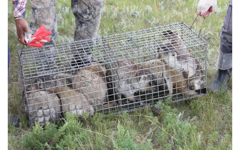 Дорнодод 50 толгой тарвага нэмж нутагшуулжээ