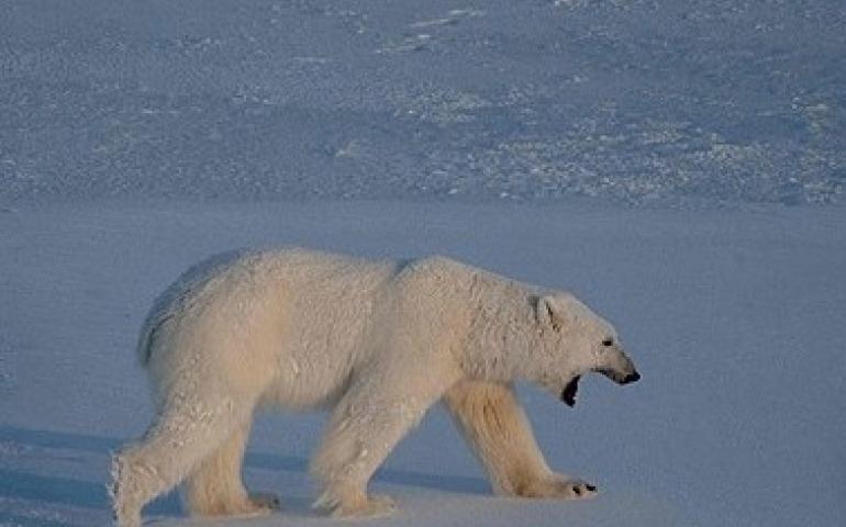 Хойд туйлын мөс багасаж байгаа ч цагаан баавгайн тоо толгой өсчээ